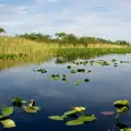 Национален парк Евърглейдс