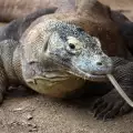 Национален парк Комодо (Komodo National Park)