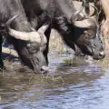 Природният парк Луангва (Luangwa)