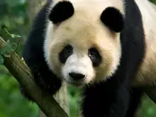 Резерватите на голямата панда в провинция Съчуан